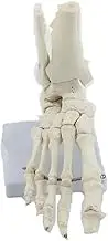 CHROX PVC Anatomical Model of Human Ankle Joint on The Pedestal