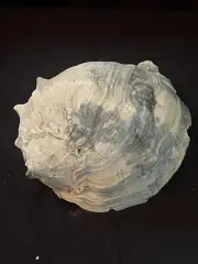 RARE Fossilized CARIBBEAN CROWN CONCH Shell From Central Florida, Pliocene Era.