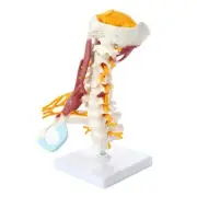 1:1 Life Size Cervical Vertebral Body Spine Nerve Model Human Anatomy Skeleton