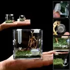 Jumping Spider Habitat Acrylic Breeding Box Cage for Spiders Small Insects