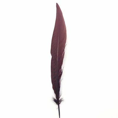 10" to 20" Silver Pheasant Tail Feather - Chocolate Brown