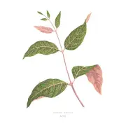 Leaf Echites Nutans Large Wall Art Print Canvas Premium Poster