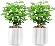 2Pack White Ceramic Orchid Pots Planter with Drip Trays, Orchid Pot Minimal Cylinder Striped Plant Pot with Drainage for Indoor Plants and Flowers 12.5x14cm (White)
