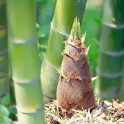 100PCS Giant Green Moso Bamboo Seeds Edible Bamboo shoots Garden Plant