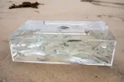 Mullet trap live poddy mullet flathead jewfish lures barra All in live bait trap
