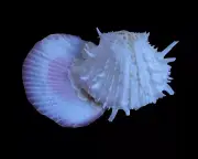 Sea shell- Spondylus butleri 48mm- NICE ATTACHMENT!!!