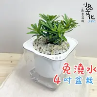 在飛比找蝦皮商城優惠-【現貨】【小品文化】晶鑽羅漢松 4吋透明懶人盆栽 加水更方便