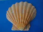 Sea Shell Seashells 5.5" Pecten Subnodosus Orange Shell