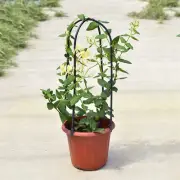 Customize Your Garden with These Plastic Plant Climbing Frames 6PCS Set