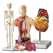 2X(Human Heart, Torso and Skeleton Model - Hands-on 3D Model Learning Tool7012