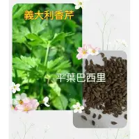 在飛比找Yahoo!奇摩拍賣優惠-種子王國 義大利香芹【香料種子】 每包約500粒 (平葉巴西