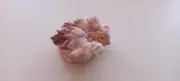 Pecten Nobilis Sea Shell with Barnacles for Curiosity Cabinet Collection