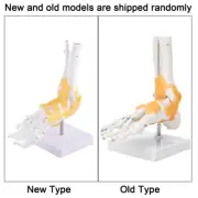 Adult Human Skeleton Ligament Foot Ankle Joint Anatomical Model DSO