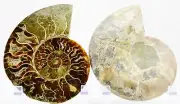 Dinosaur PAIR Ammonite Multi-Color Crystals XL 139mm 110myo FOSSIL 5.5" e4947uu
