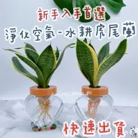 在飛比找蝦皮購物優惠-現貨 水耕植物 虎尾蘭 室內淨化空氣植物 馬拉巴栗 發財樹 