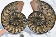 Large Black Ammonite PAIR Deep Crystals 110myo FOSSIL XXL 172mm 6.8" 9550cc