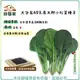 【綠藝家】大包裝A93.長太郎小松菜種子20克(約5400顆)