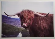 Indigenous Highland Steer - Scotland Postcard