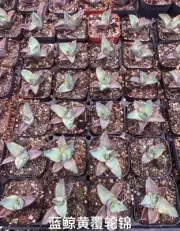 Rare Plant SucculentLive Agave potatorum 'Black and Blue' WYSIWYG Variegated
