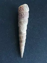 #TT200 Turritella Gonostoma Val., Guaymas Mexico 80.1mm sea snail shell