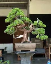 Living Tree Juniperus Chinensis Medium Tree