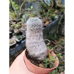 [仙人掌花園] 雪猿玉翁 穴原玉翁老欉 MAMMILLARIA HAHNIANA F. LANATA