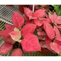 在飛比找蝦皮購物優惠-花花世界_季節花卉--紅寶石粗肋草--(粉紅葉植物)4-5吋