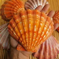 在飛比找樂天市場購物網優惠-天然海螺貝殼拋光彩色大扇貝獅爪貝創意家居收納香皂盒煙缸鼠尾草