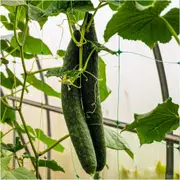 Cucumber - Green Dragon F1 seeds