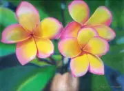 Original colour pencil drawing Frangipani