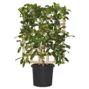 300mm Kaffir Lime - Citrus hystrix