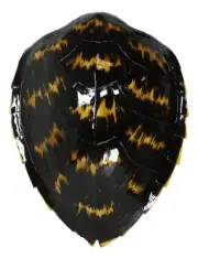Large Nautical Marine Black Tone Faux Hawksbill Turtle Shell Replica Wall Decor