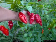 Buy Perennial Capsicum Fruit Plants (Capsicum annuum)