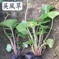 在飛比找蝦皮購物優惠-大吳風草種子 中藥材種子 100克 八角烏蓮 一葉蓮 大馬蹄