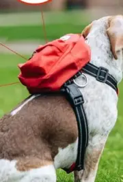 Balbari Dog Backpack Harness XL