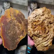 Arizona Agatized Rainbow Opal Petrified Wood Growth Rings Gem 1542g Lapidary
