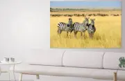 COLORFUL ZEEBRA SCENERY artwork picture wall Canvas home wall choose your size