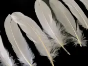 USA SELLER | 1 Pack - Ivory Goose Satinettes loose feathers 0.3 oz. Craft Art