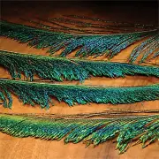 Hareline Dubbin Peacock Sword
