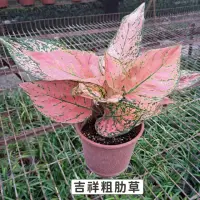 在飛比找momo購物網優惠-【Gardeners】吉祥粗肋草 6吋觀葉-1入(室內植物/