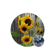 Sunflower Evening Sun - Seed Packet - Organic Seeds - Summer - Spring