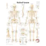 SKELETAL SYSTEM, PAPER CHART