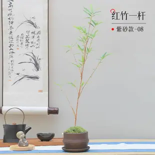 紅竹盆景觀音竹桌面綠植書房庭院陽臺植物小紅竹子苗竹子盆栽室內