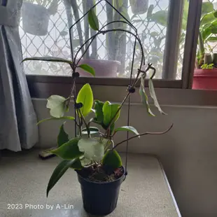 植物 聊聊回訊息才會出貨 一物一拍 香 好美  hoya crassicaulis 毬蘭