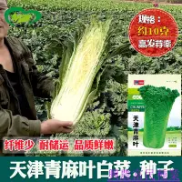 在飛比找蝦皮購物優惠-🌱🥬天津青麻葉大白菜種子 農田菜地蔬菜大顆白菜籽 種籽  種