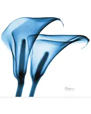 Empire Art Direct Indigo Calla Lililes by Albert Koetsier Wall Art