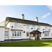 The Golden Pheasant
