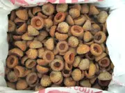 Real Acorn Caps for Crafts, Small to Medium-Dime to Quarter Size 500+