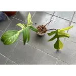 斑葉龍爪蔓綠絨（PHILODENDRON ‘FLORIDA BEAUTY’）