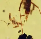 Detailed Sciaridae (Gnat) Laying Eggs, Fossil inclusion in Burmese Amber